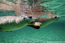 Australian sea lion – Neophoca cinerea – Indian Ocean, We... by Olivier Notz 